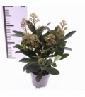 Skimmia