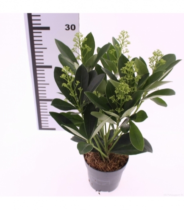 Skimmia