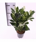 Skimmia