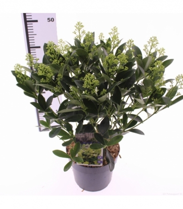 Skimmia