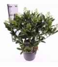 Skimmia