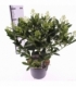 Skimmia
