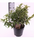 Leucothoe