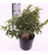 Leucothoe