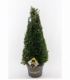 Ilex