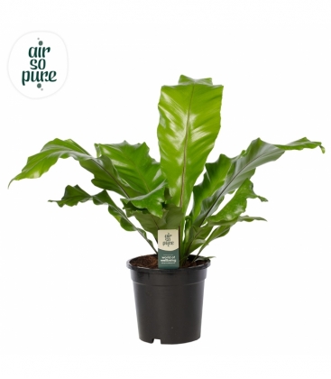 Asplenium