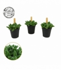 Delosperma