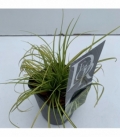 Carex