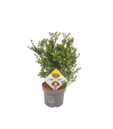 Ilex