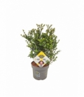 Ilex