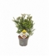 Ilex