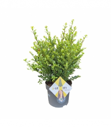 Ilex