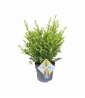 Ilex