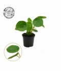 Pilea