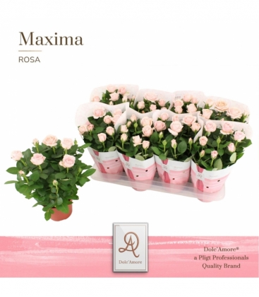 Rosa
