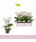 Phalaenopsis