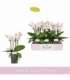 Phalaenopsis