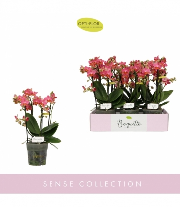 Phalaenopsis