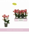Phalaenopsis