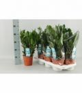 Zamioculcas