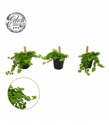 Pilea