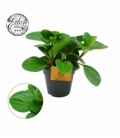 Peperomia