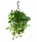 Scindapsus