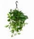Scindapsus