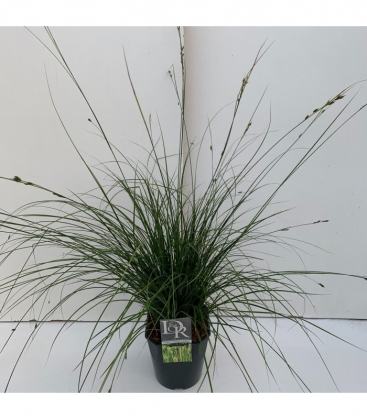 Carex
