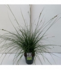 Carex