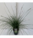 Carex