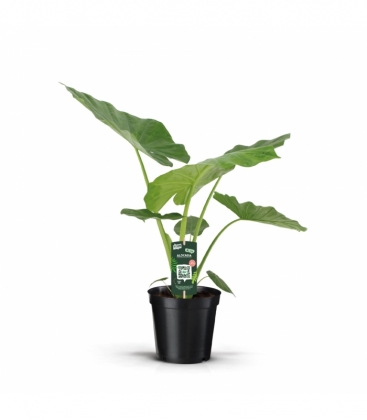 Alocasia