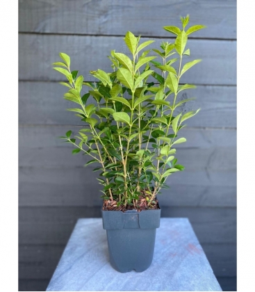 Ligustrum