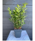 Ligustrum