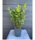 Ligustrum