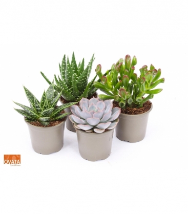 succulents