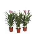 Curcuma