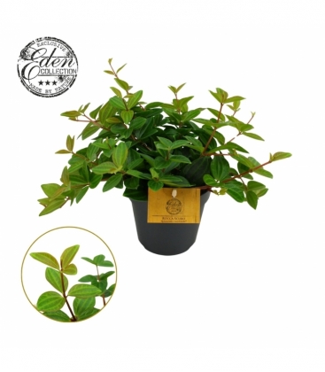 Peperomia