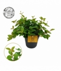 Peperomia