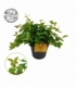 Peperomia