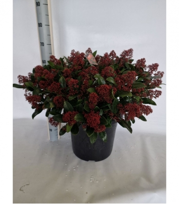 Skimmia