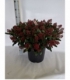 Skimmia