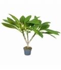 Plumeria
