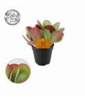 Kalanchoe