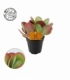 Kalanchoe