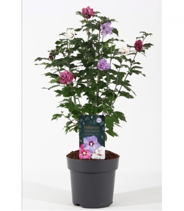Hibiscus