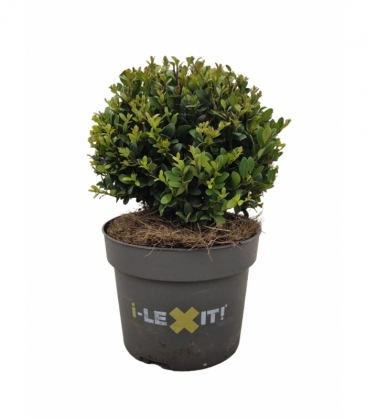 Ilex