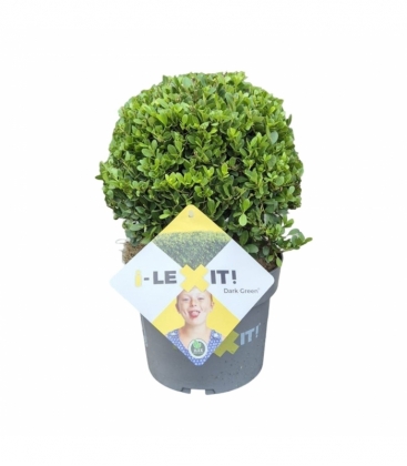 Ilex