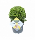 Ilex