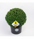 Ilex